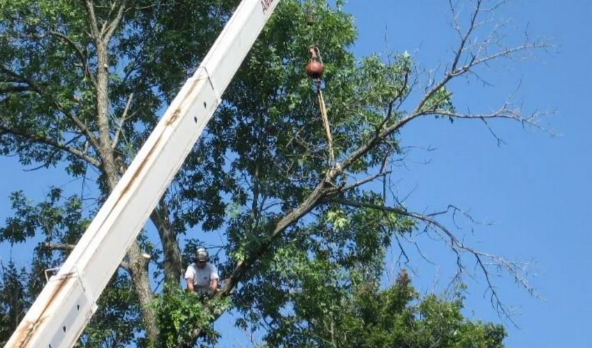 Hill Treekeepers blog pruning