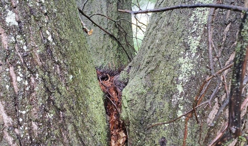 codominant stems on a large tree.