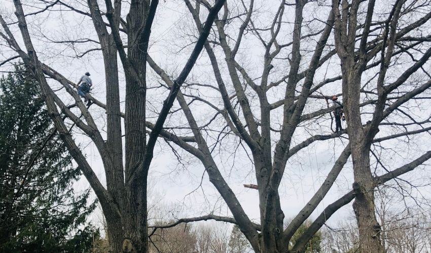 Hill Treekeepers blog winter pruning