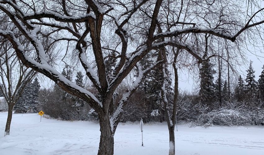 Hill Treekeepers blog winter