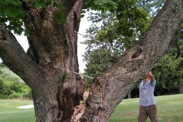 Hill-Treekeepers-Arborist-Bracing Hill-Treekeepers-arborist-bracing