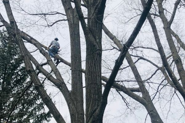 Hill-Treekeepers-pruing-climbing