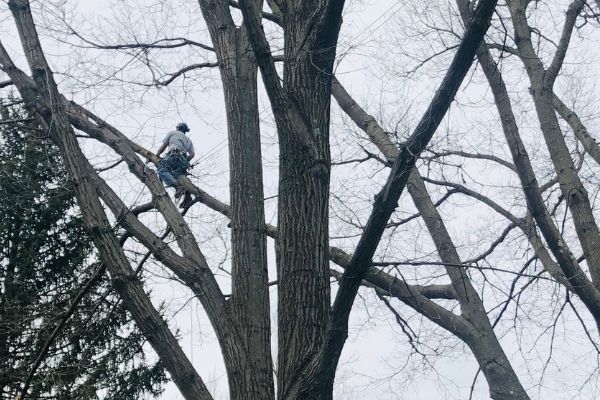 Hill-Treekeepers-Pruing-Climbing Hill-Treekeepers-pruing-climbing