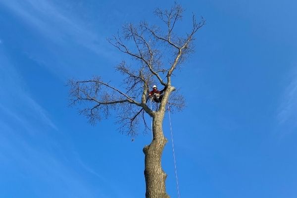 Hill-Treekeepers-removal-up-a-tree
