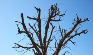 The canopy of a tree that was pruned incorrectly, or topped.