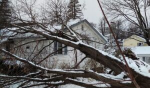 A fallen tree during winter season.