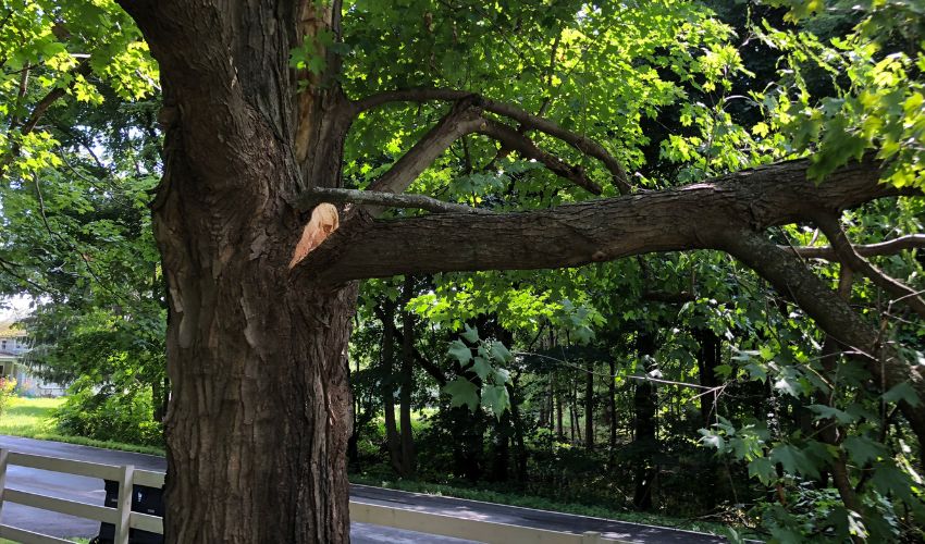A tree with huge cut in its branch pose a safety risk in the property and people.