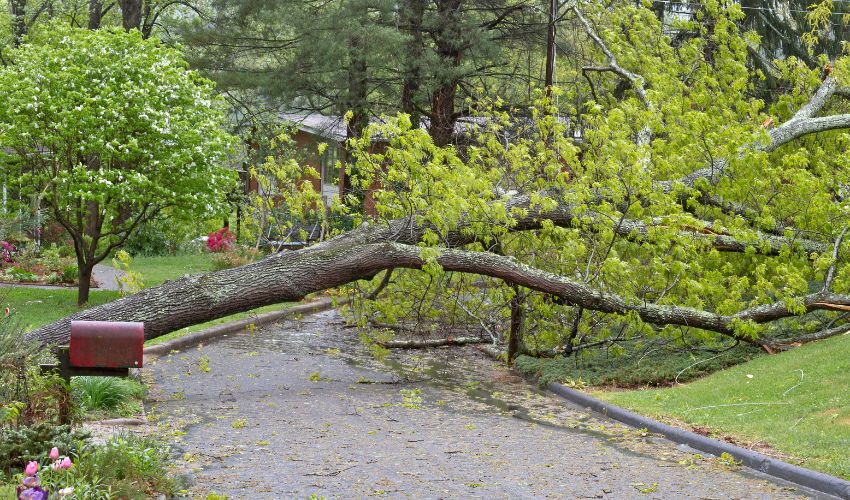 A downed tree across a residential pathway after a storm.