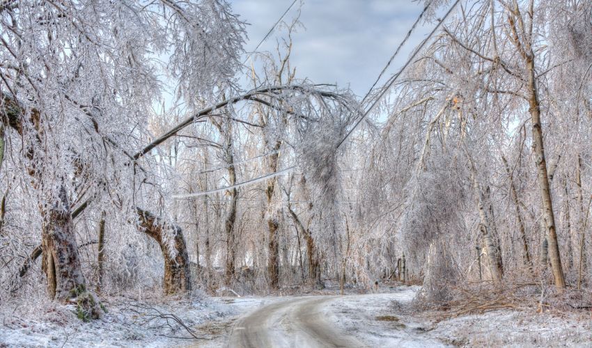 Trees bent over from the weight of ice.