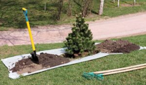 A small, recently-planted evergreen tree with mounds of dirt, a shovel, and other planting tools.