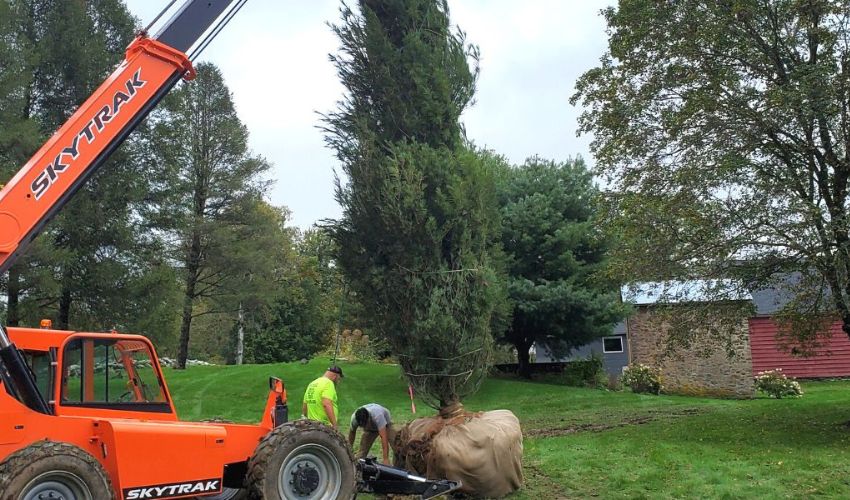 The Hill Treekeepers crew plants a large conifer tree on a Hudson Valley property in fall.