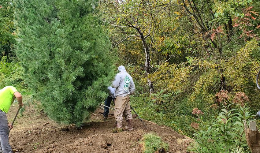 The Hill Treekeepers team uses shovels to backfill a recent evergreen tree planting in the Hudson Valley.