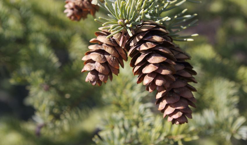 Pinecones on a pine tree in the Hudson Valley area.