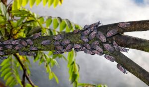 Swarms of adult spotted lanternflies cover a tree branch.