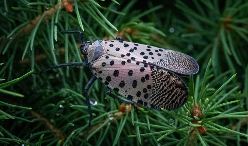 Close-up of an adult spotted lanternfly on a coniferous tree.