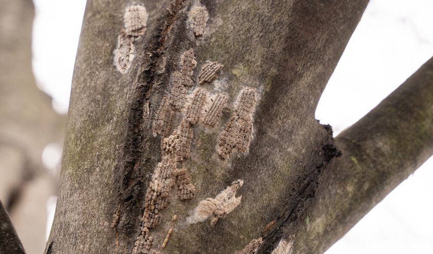 Spotted lanternfly egg masses on a tree's trunk.