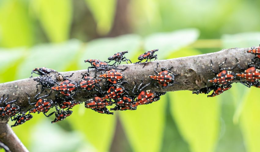 Spotted lanternfly nymphs, with red bodies, black stripes, and white dots, on a tree branch.