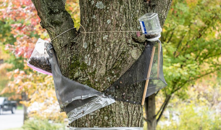 Homemade spotted lanternfly traps on a tree in the Eastern United States.
