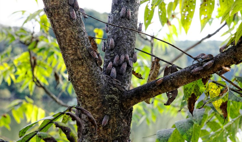 Groups of adult spotted lanternflies on a deciduous tree.