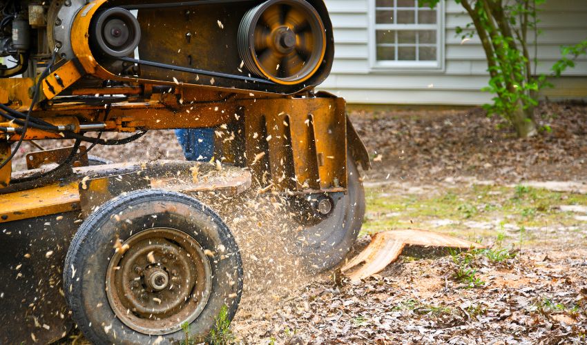 Close-up of a stump grinder grinding out a tree stump on a residential property.
