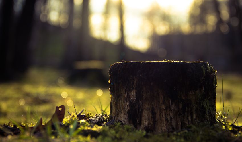 An old tree stump is silhouetted in the evening light in New York.
