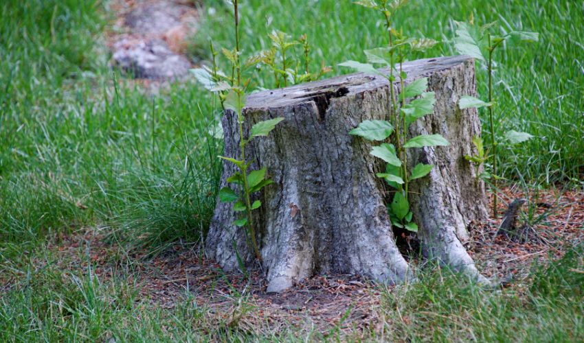A tree stump with sprouts emerging near the trunk.