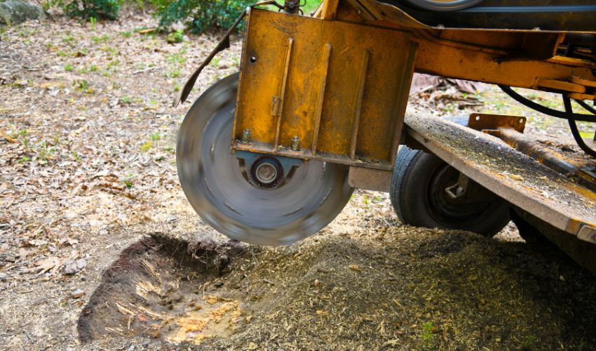 A stump grinder leaves a hole in the ground after a tree stump is ground out.