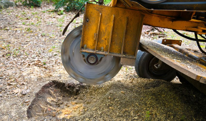 A stump grinder leaves a hole in the ground after a tree stump is ground out.