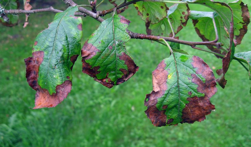 Signs of tree disease with brown leaf edges in the Hudson Valley, New York.