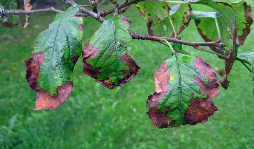 Hill-blog-featured-2022-Dec-PHC Signs of tree disease with brown leaf edges in the Hudson Valley, New York.