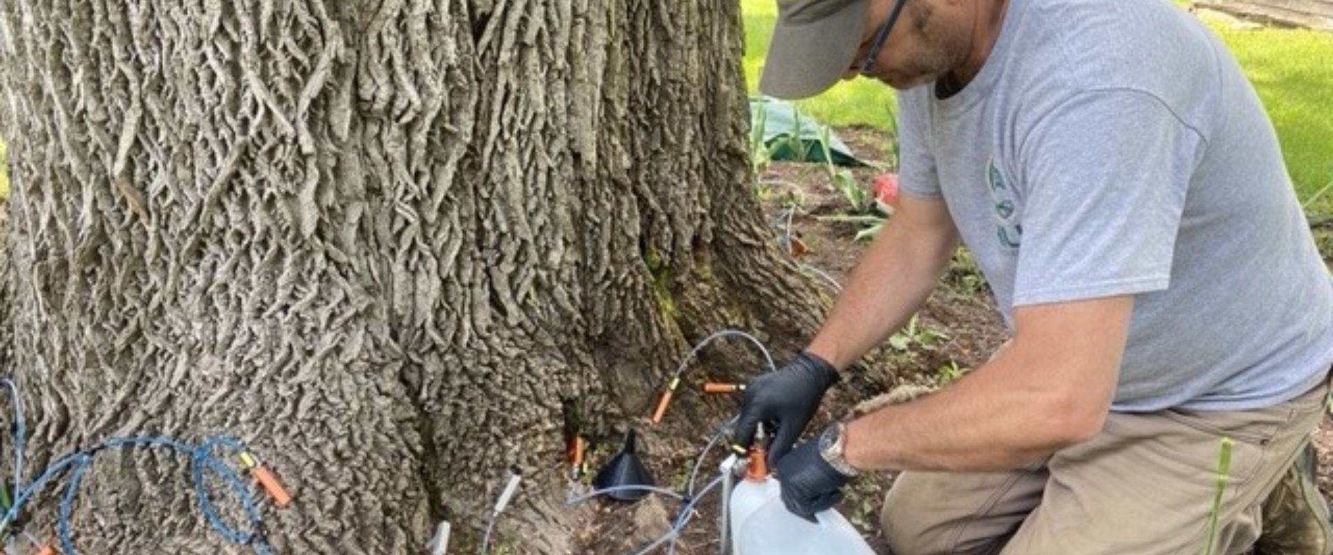 Hill-Treekeepers-Lsp-Goshen-3 Hill-Treekeepers-LSP-Goshen-3