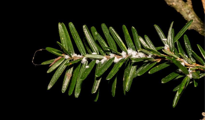 Closeup of a hemlock branch with a hemlock wooly adelgid infestation.