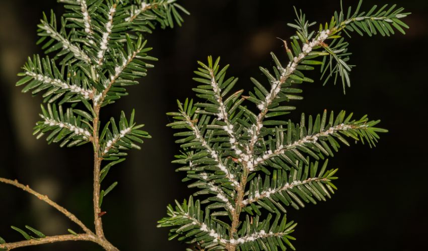 White cotton blobs are signs of hemlock wooly adelgid on hemlock branches.