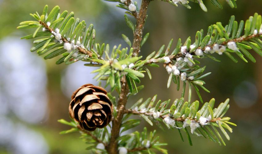 An Eastern Hemlock tree branch with a cone and clear signs of hemlock wooly adelgid.