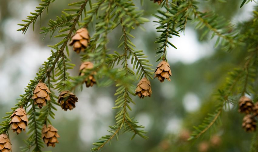 Cones and branches of an Eastern hemlock tree in New York.