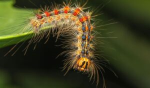 A spongy month caterpillar, with its distinctive rows of blue and red dots, hangs off a leaf.