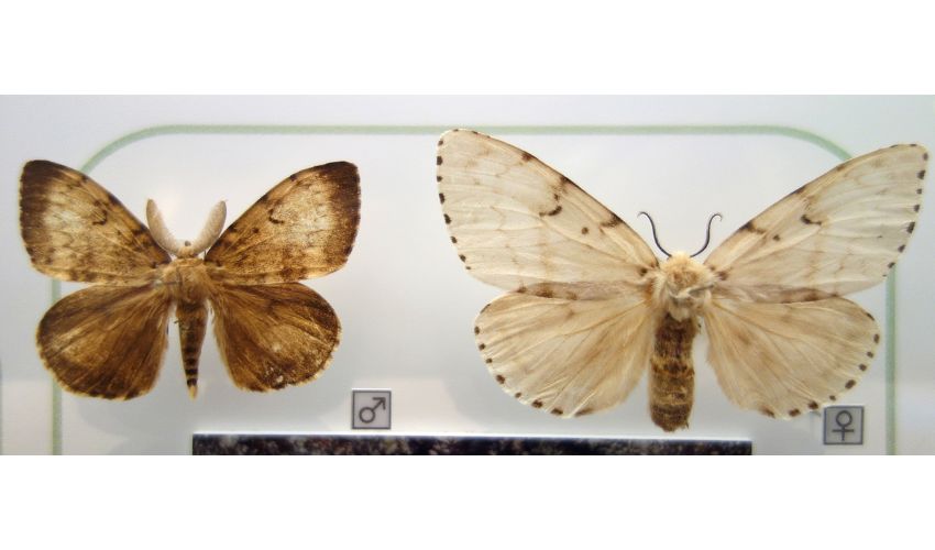 Male and female adult spongy moths on display in a museum in Japan.