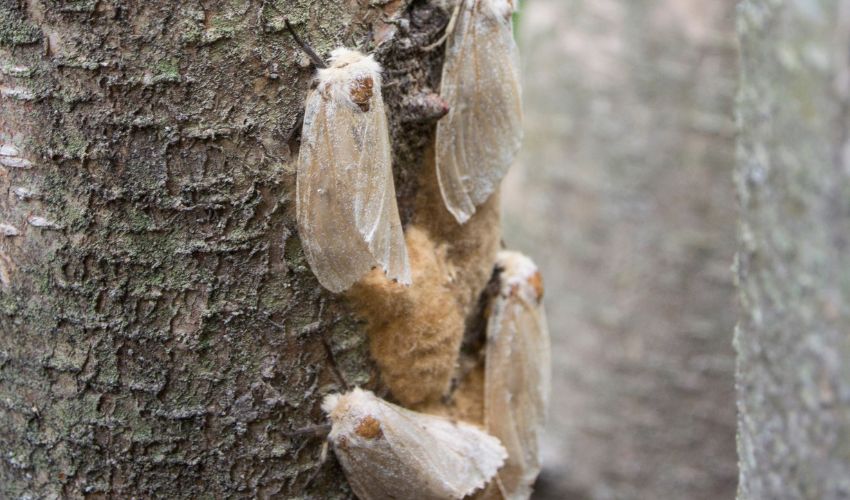 Spongy moth adult females and spongy moth egg masses on a tree trunk in New York.