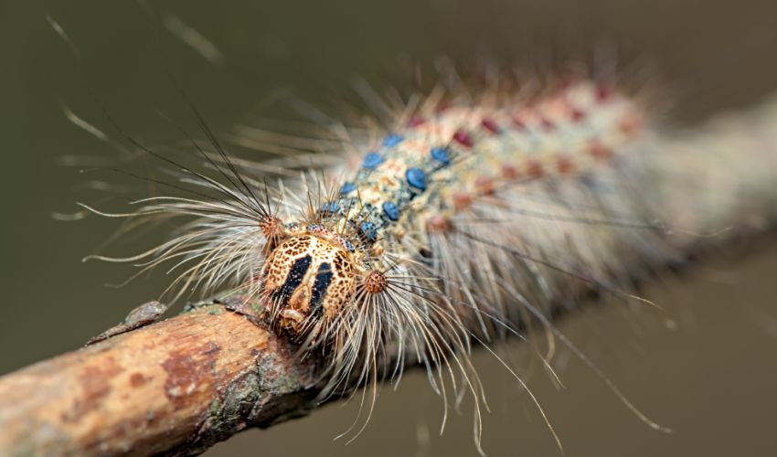 A spongy moth caterpillar crawls along a tree branch in New York.