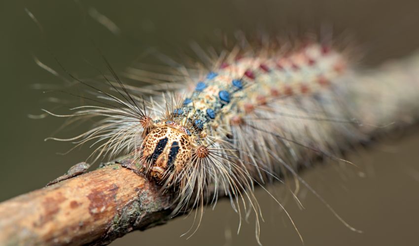 4 Strategies to Stop Spongy Moth (Gypsy Moth) Hill Treekeepers
