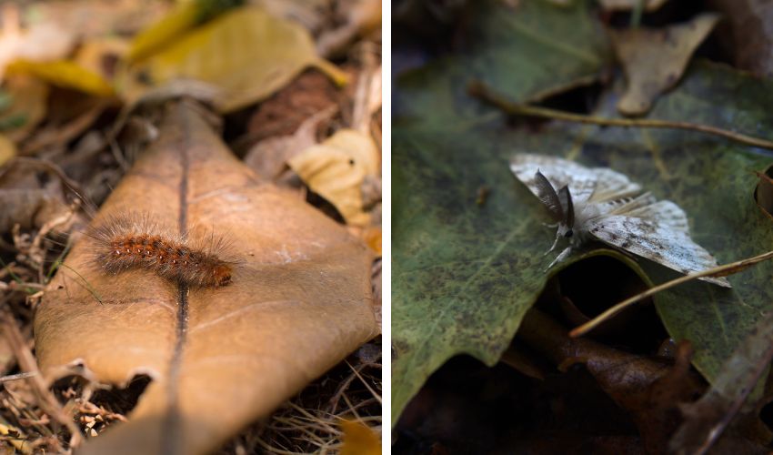 On the left, a spongy moth caterpillar on a fallen tree leaf. On the right, a spongy moth adult on a fallen tree leaf.