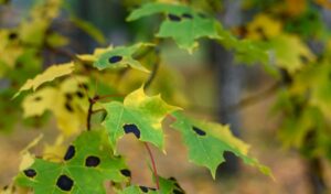 Maple leaves in shades of green and yellow with black dots known as maple tar spot.