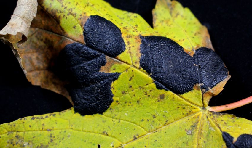 Closeup of a bright green maple leaf with raised black dots known as maple tar spot.