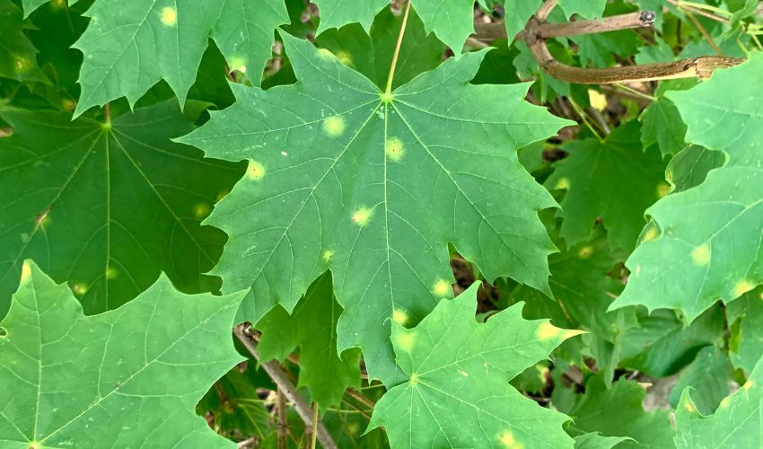 Green maple leaves with small light green or yellow dots, which are early signs of maple tar spots.