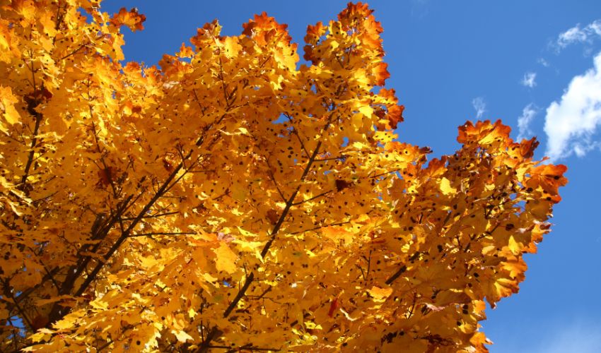 A maple tree with brilliant fall colors also shows signs of maple tar spot.
