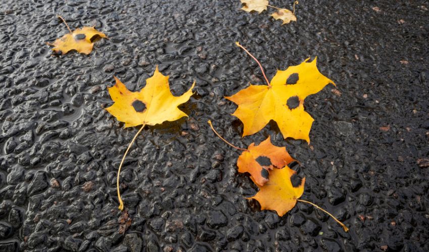 Yellow maple leaves with large black dots on top of asphalt.