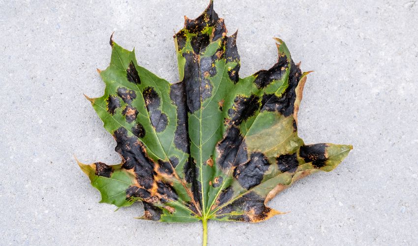 A green maple leaf with many black spots, known as maple tar spot.