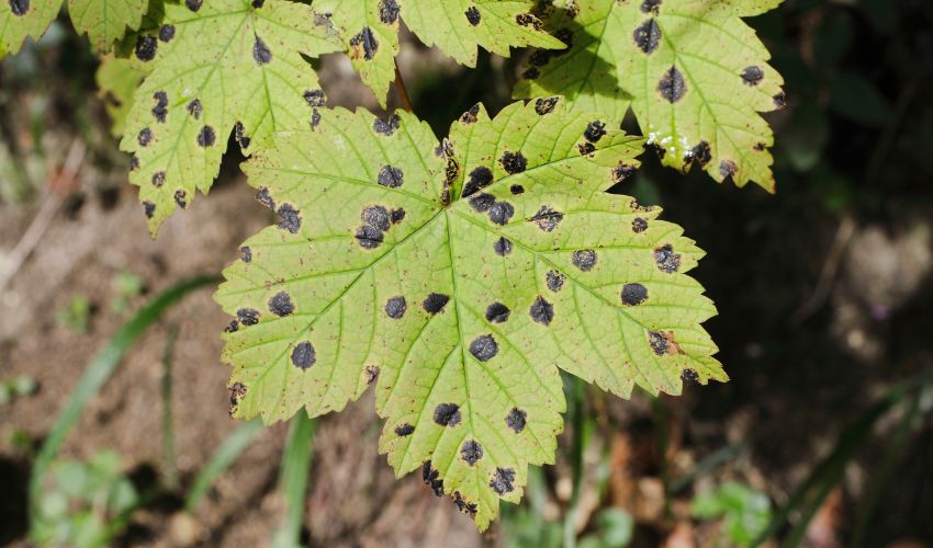 A green maple leaf with many black spots, known as maple tar spot.