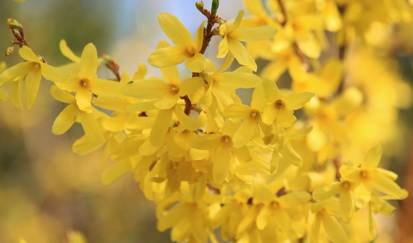 Vibrant yellow, four petaled forsythia flowers bloom in the sunshine. It's important to know when to prune flowering shrubs.
