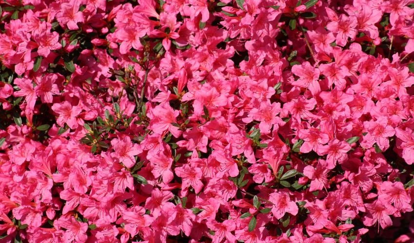 Dozens of dark pink spring flowering azaleas bloom their long thin stamens poking from the center of each single flower.